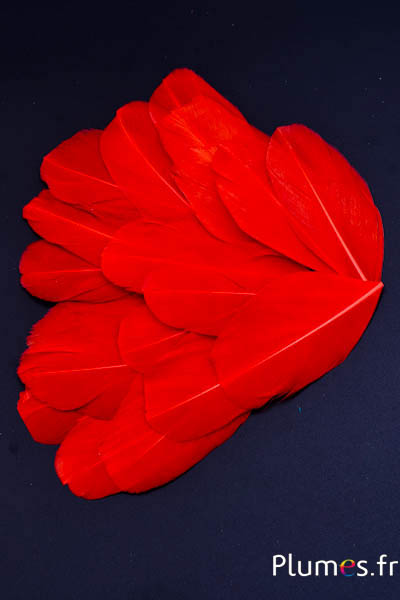 Pétales en plumes - 6-8 x 3-4 cm - amarante